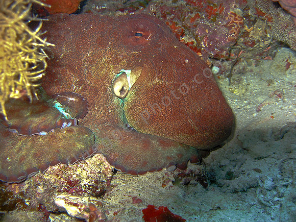 Ein Tintenfisch fühlt sich in seiner  Siesta gestört