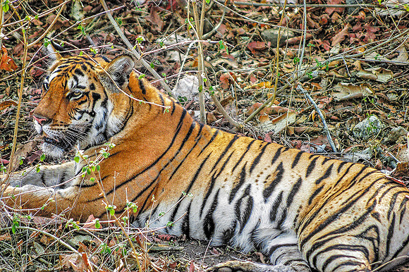 Tiger_quer_neu