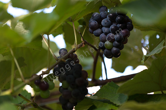 _C6A9364