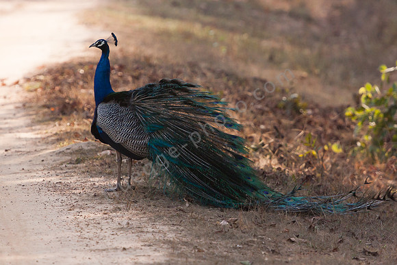 Indiens Nationalvogel