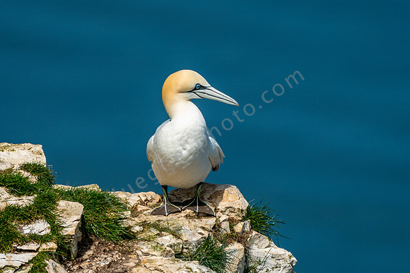 Töpel am Bempton Cliff