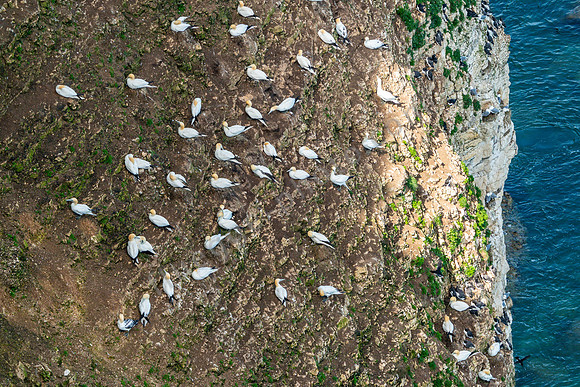 Bempton Cliff
