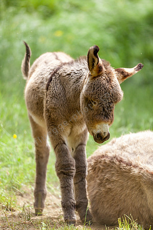 Donkey