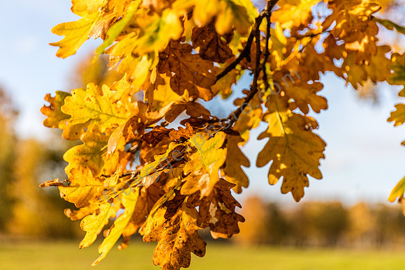 Herbstimpressionen