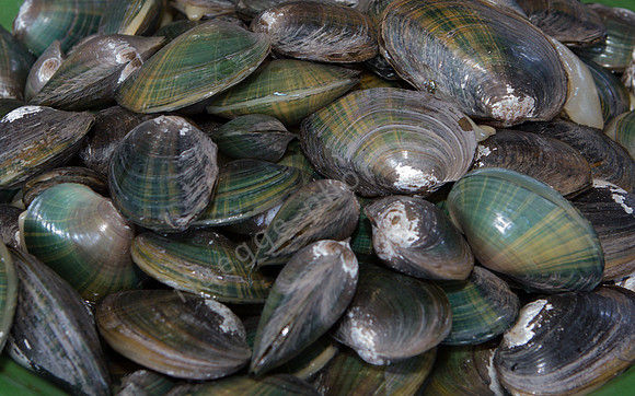 Fresh mussels at the market at Lombok.