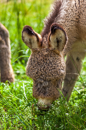 Donkey