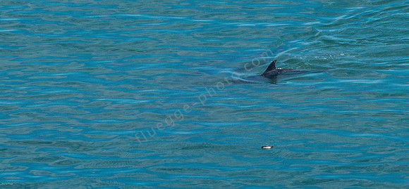 Delphin am Bempton Cliff