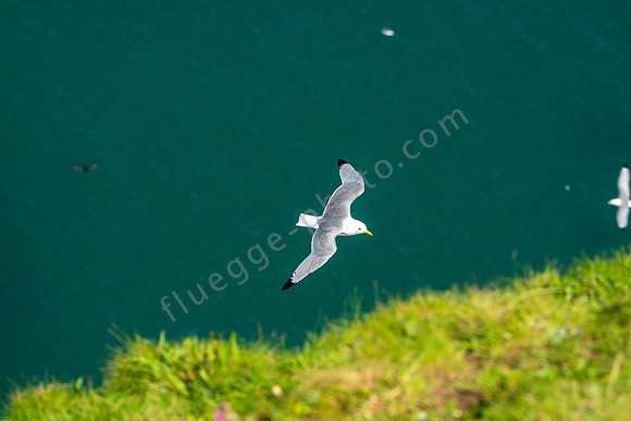 Bempton Cliff