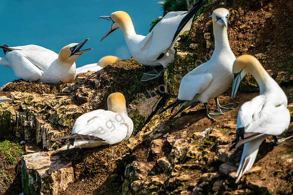 Töpel am Bempton Cliff