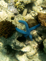 Lombok