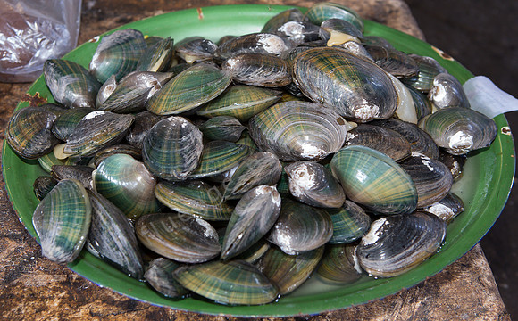 Fresh mussels at the market at Lombok.