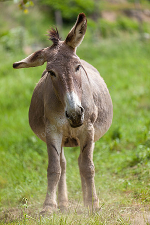 Donkey