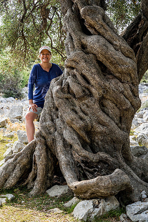 1600 Jahre alter Olivenbaum auf Insel Pag