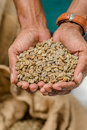 Kaffeebohnen in in Ost-Timor