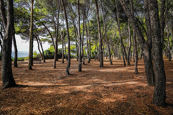 Wald am Punta Licosa