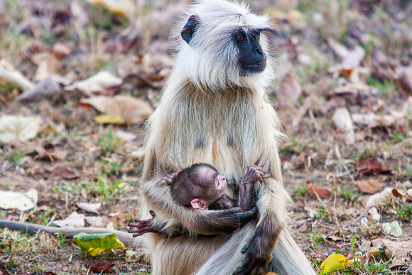 Tierische Mutterliebe