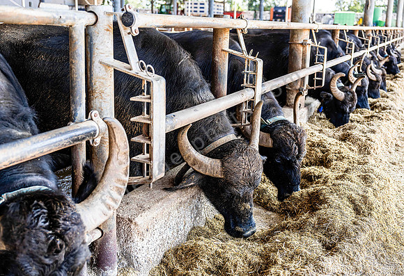 Buffalo-Tenuta Vannulo