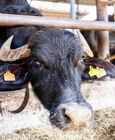 Buffalo-Tenuta Vannulo