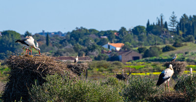 _TFL6303