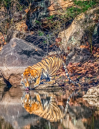 Tiger im Kanha NP I