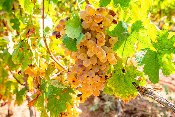 Tenuta La Chiusa