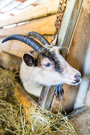 _DSC0657