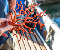 Red Coral
