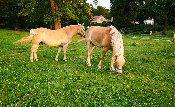 Haflinger Bolek und Lolek