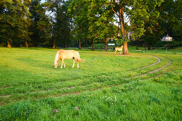 Haflinger Bolek und Lolek