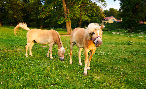 Haflinger Bolek und Lolek