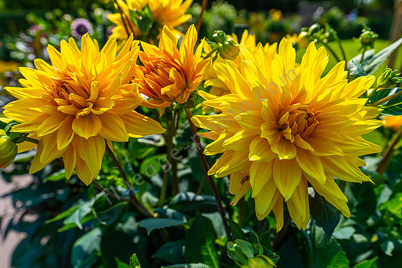 Im Garten von Emil Nolde