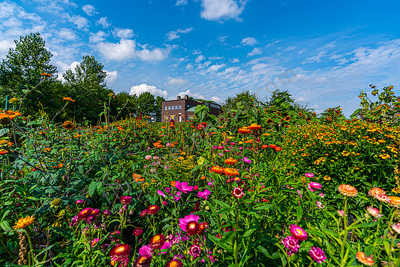 Im Garten von Emil Nolde