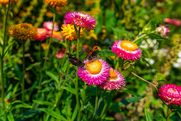 Im Garten von Emil Nolde