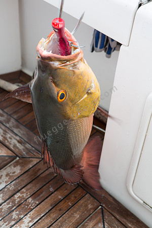 Prachtkerl: Red Snapper, etwa 10 Kilo schwer
