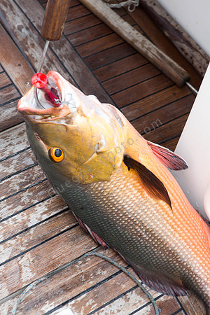 Ein Prachtkerl: Red Snapper, etwa 10 Kilo schwer