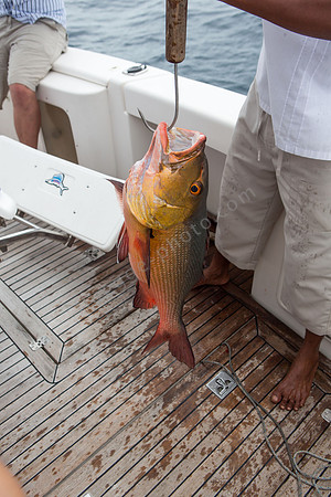 Prachtkerl: Red Snapper, etwa 10 Kilo schwer