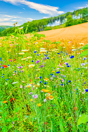 Impressionen Saulerland