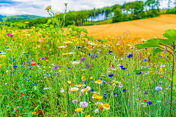 Impressionen Saulerland
