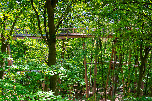 Neuer Baumwipfelpfad in Heringsdorf - Usedom