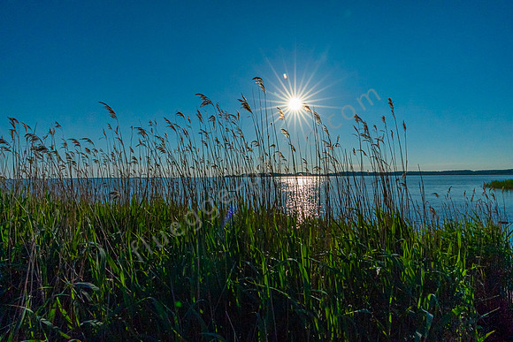 Sonnenstern am Achterwasser