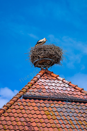 Strochennest in Mellenthin  - Usedom
