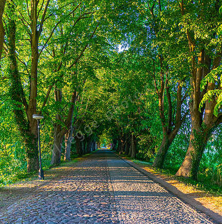 Alte Allee in Zinnowitz