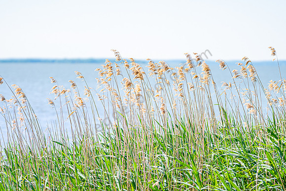 Achterwasser Usedom