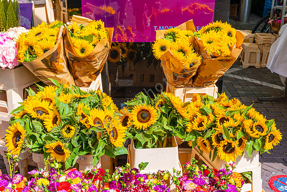 Blumenstand, Utrecht