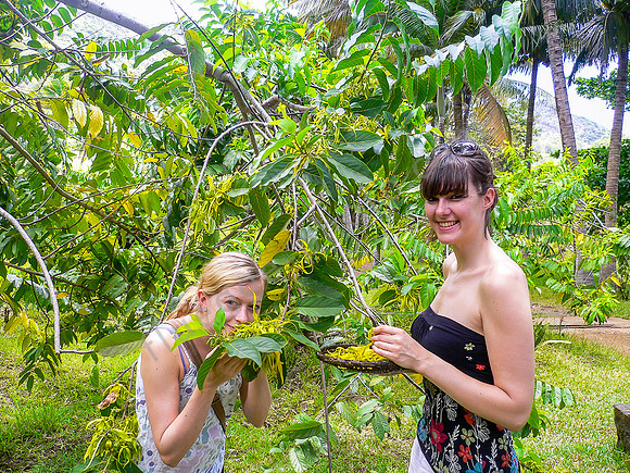 Besucherinnen einer Plantage schnuppern an den Blüten eines Ylang-Ylang-Baumes