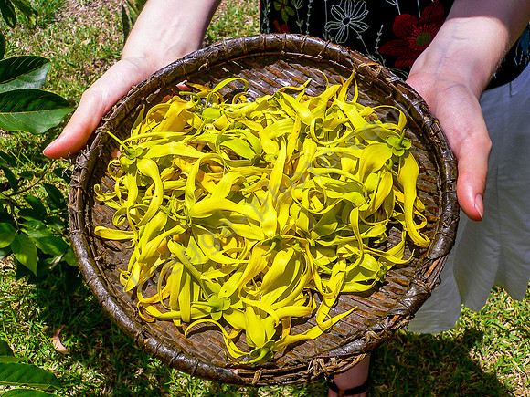 Eine Schale voller Ylang-Ylang-Blüten