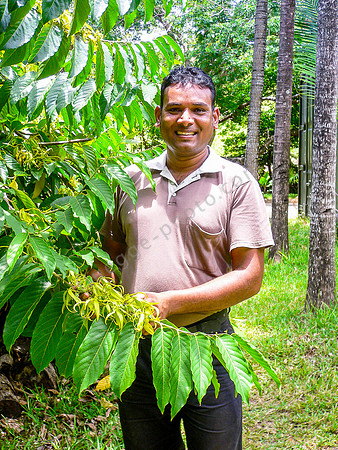 Ein Plantgenarbeiter mit einem Zweig des Ylang-Ylang-Baumes