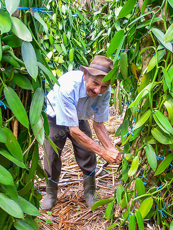 Vanillebauer Auguste Roulof zwischen den Vanillepflanzen auf seiner Plantage auf La Réunion