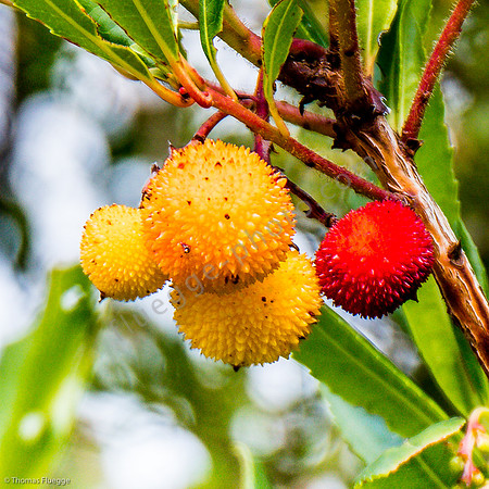 Erdbeerbaum
