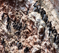 Lummen auf Helgoland